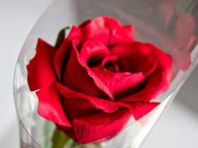 Florist Supplies - A Rose Cone Closeup