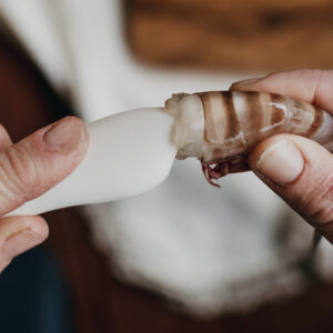 Peeling Prawn Step 2